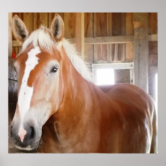 Pferd im Stall 2 Poster (Vorne)