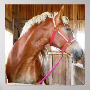 Pferd im Stall 3 Poster