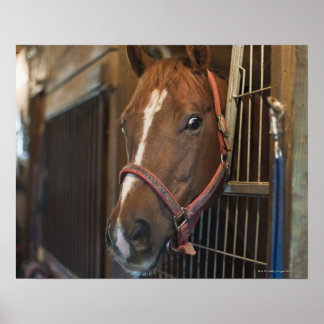 Pferd im Stall Poster
