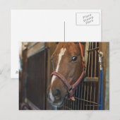 Pferd im Stall Postkarte (Vorne/Hinten)