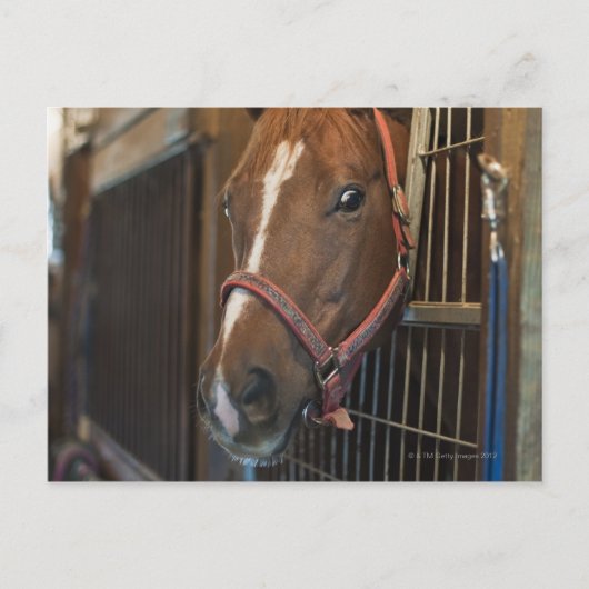 Pferd im Stall Postkarte (Vorderseite)