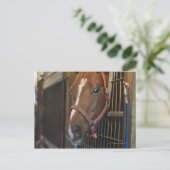 Pferd im Stall Postkarte (Stehend Vorderseite)