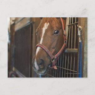 Pferd im Stall Postkarte