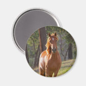Pferd im Wald Magnet (Vorderseite/Rückseite)
