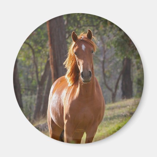 Pferd im Wald Magnet (Vorne)