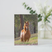 Pferd im Wald Postkarte (Stehend Vorderseite)