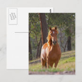 Pferd im Wald Postkarte (Vorne/Hinten)