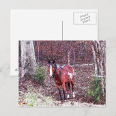 Pferd im Wald Postkarte (Vorne/Hinten)