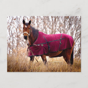 Pferd in burgunderfarbenem Decke Herbst Natur Post Feiertagspostkarte