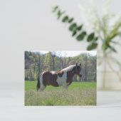 Pferd in den Wildblumen Postkarte (Stehend Vorderseite)