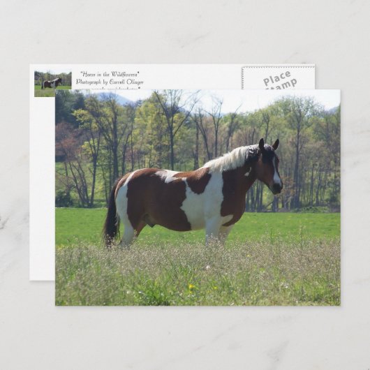 Pferd in den Wildblumen Postkarte (Vorne/Hinten)