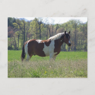 Pferd in den Wildblumen Postkarte