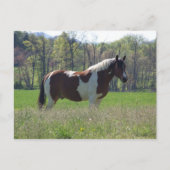 Pferd in den Wildblumen Postkarte (Vorderseite)