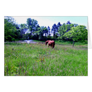 Pferd in der schönen Weide