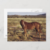 Pferd in der Weide Postkarte (Vorne/Hinten)