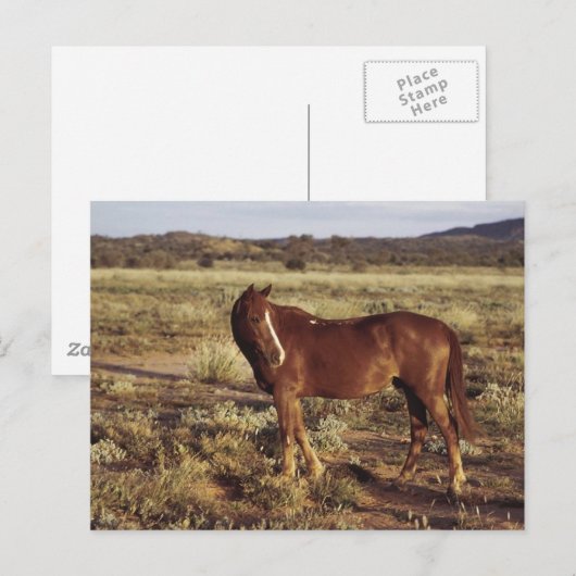 Pferd in der Weide Postkarte (Vorne/Hinten)