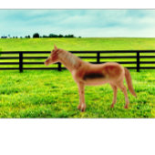 Pferd in der Weide T-Shirt