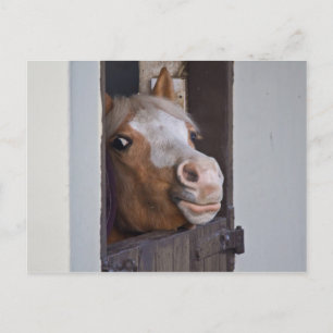 Pferd in einer stabilen Postkarte