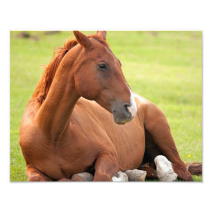Pferd in grünen Weiden entspannen Fotodruck
