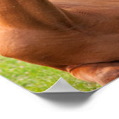 Pferd in grünen Weiden entspannen Poster (Ecke)