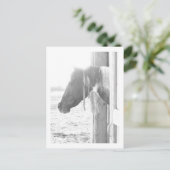 Pferd in Schwarz-Weiß-Fotografie Postkarte (Stehend Vorderseite)