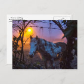 Pferd in Sunset Irish Fog Postkarte (Vorne/Hinten)