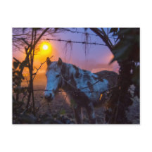 Pferd in Sunset Irish Fog