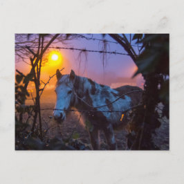 Pferd in Sunset Irish Fog Postkarte