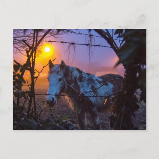 Pferd in Sunset Irish Fog Postkarte (Vorderseite)