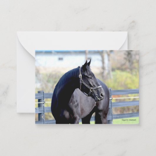 Pferd in Weide Mitteilungskarte (Vorderseite)