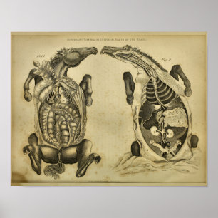 Pferd Innere Anatomie Vintage Tierärztliche Druck Poster