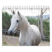 Pferd Kalender (Titelbild)