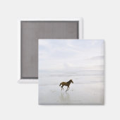 Pferd läuft am Strand Magnet (Vorderseite/Rückseite)