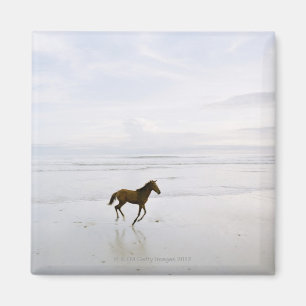 Pferd läuft am Strand Magnet