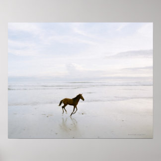 Pferd läuft am Strand Poster