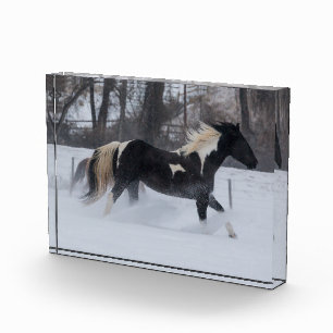 Pferd läuft durch den Schnee Fotoblock