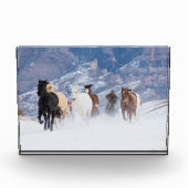 Pferd läuft durch den Schnee Fotoblock (Vorderseite)