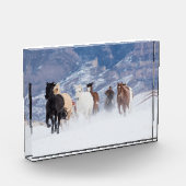 Pferd läuft durch den Schnee Fotoblock (Links)