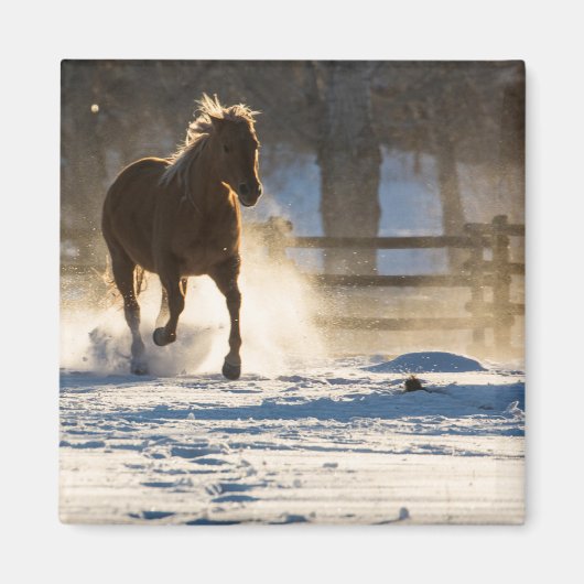 Pferd läuft durch den Schnee Magnet (Vorne)