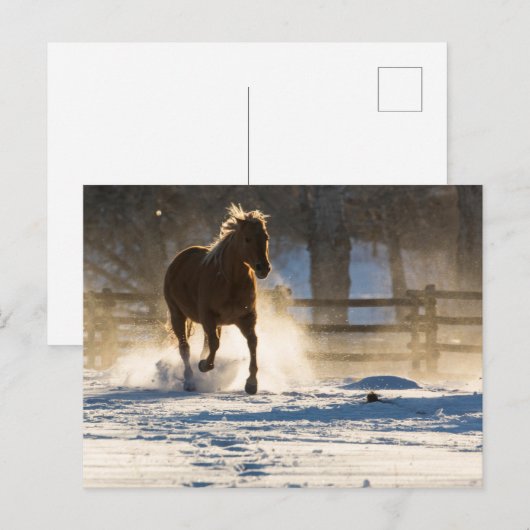 Pferd läuft durch den Schnee Postkarte (Vorne/Hinten)