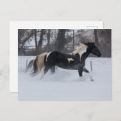 Pferd läuft durch den Schnee Postkarte (Vorne/Hinten)