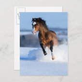 Pferd läuft im Winter über das Feld Postkarte (Vorne/Hinten)