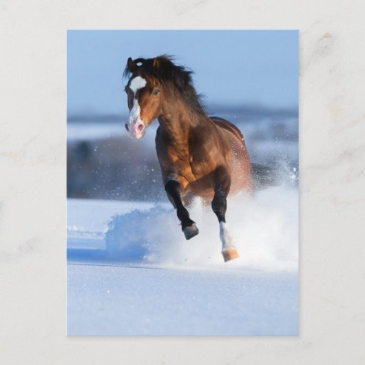 Pferd läuft im Winter über das Feld Postkarte (Vorderseite)