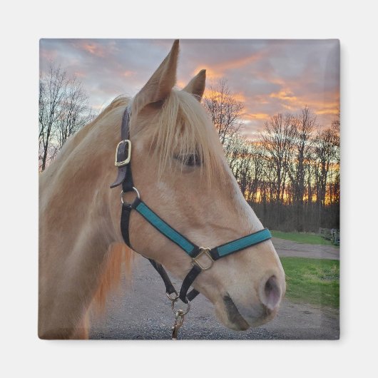 Pferd Magnet (Vorne)