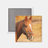 Pferd Magnet (Vorderseite/Rückseite)