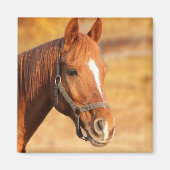 Pferd Magnet (Vorne)