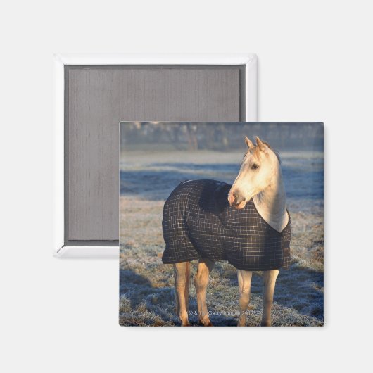 Pferd Magnet (Vorderseite/Rückseite)