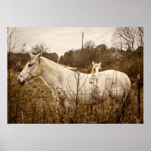 PFERD MAMA Poster