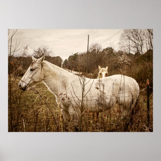 PFERD MAMA Poster (Vorne)
