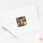 Pferd mit Absolventenhut Quadratischer Aufkleber (Umschlag)